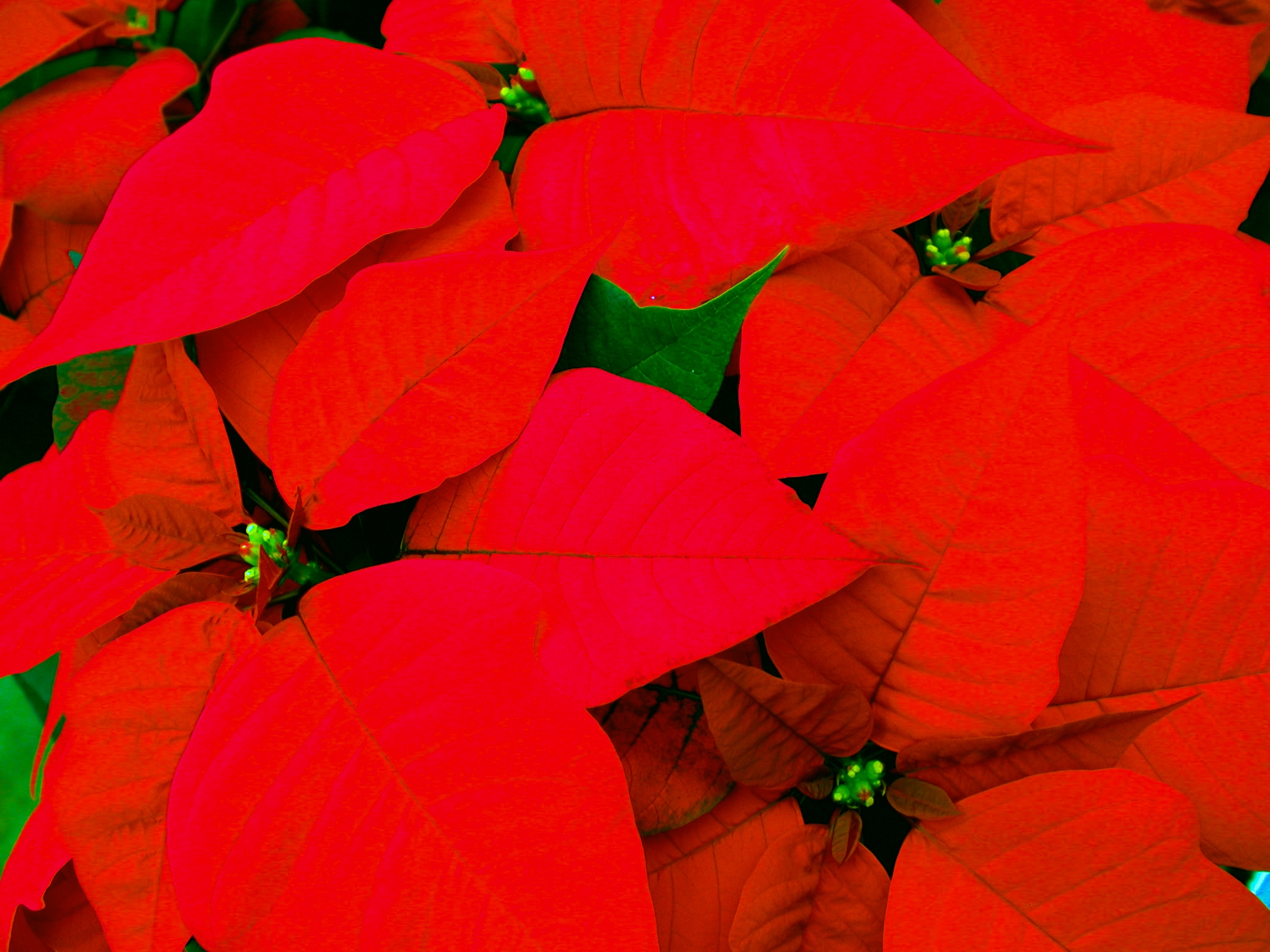 Poinsettia close up
